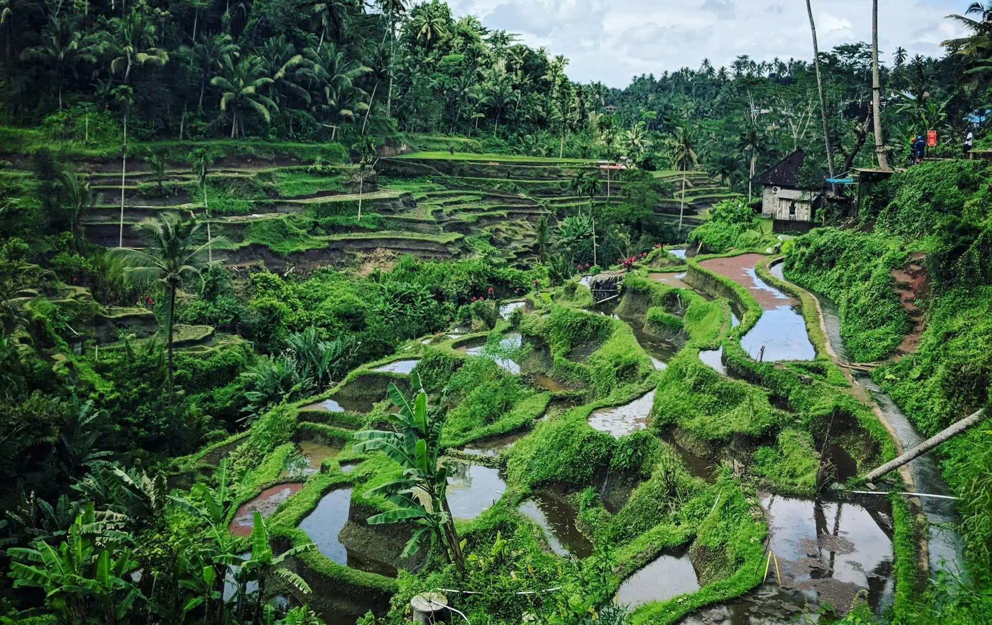 Tegallalang rice terraces near Ubud, Bali